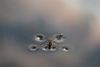 Water Striders
